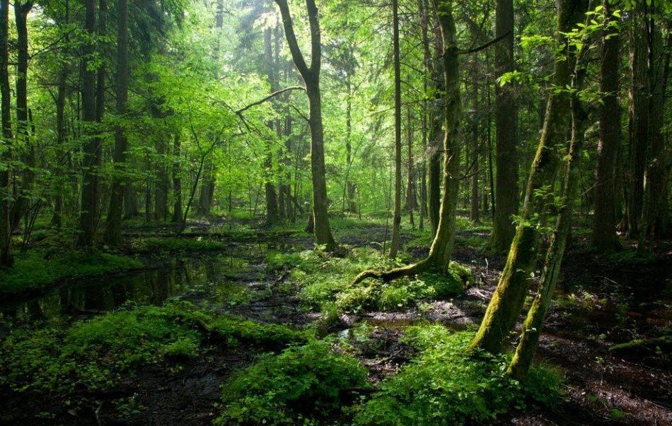 Białowieża Forest, Białowieża, Podlaskie, Poland